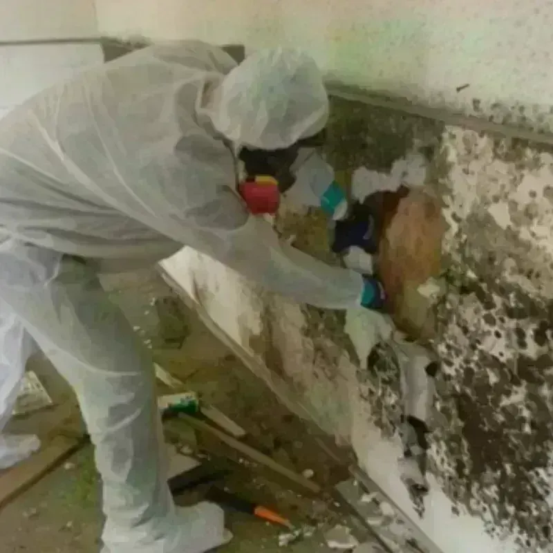 Mold Remediation and Removal in Beale Air Force Base, CA